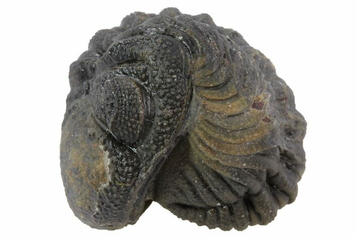 Bumpy Enrolled Morocops (Phacops) Trilobite #86425